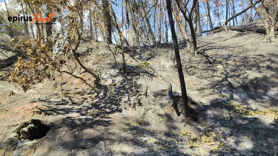Εικόνες καταστροφής σε Ζηρό και Άρτα:.. Μια εβδομάδα μετά τις φωτιές ΒΙΝΤΕΙΟ- ΦΩΤΟ 1 kamena ziros