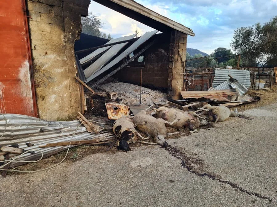 Χιλιάδες νεκρά ζώα από τη φωτιά στον Δήμο Ζηρού.. Ο ΕΛΓΑ… αργεί, οι παραγωγοί σε απόγνωση.. 1 nekra zoa