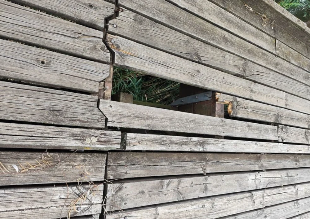 sanida paralimnos ()