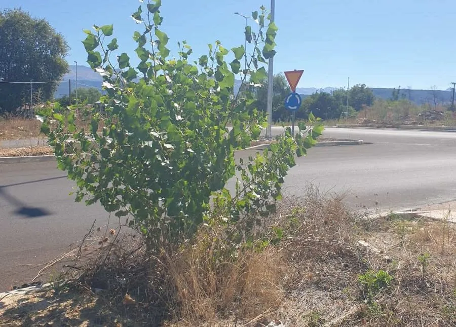 vlastisi daktilios zon