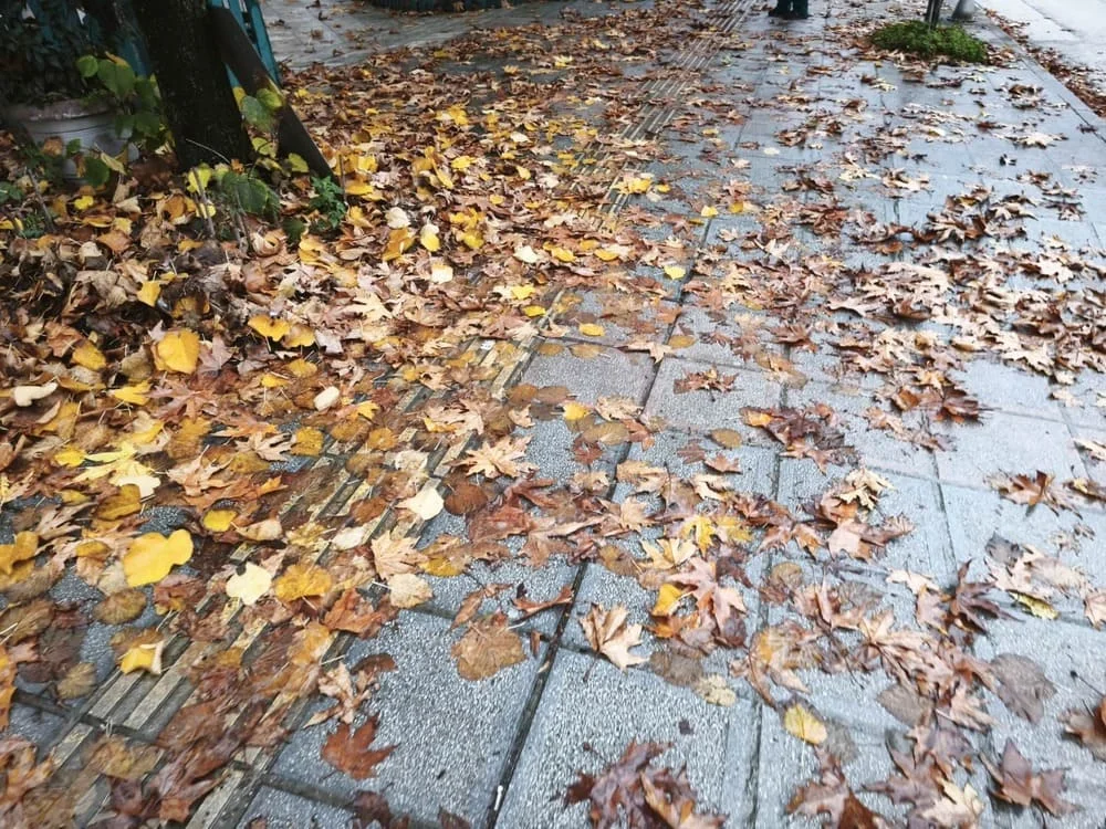 Ιωάννινα: Φρεάτια κάτω από φύλλα δέντρων.. Ένα μικρό πρόβλημα που μπορεί να οδηγήσει σε μεγάλα! 2 freatio filla
