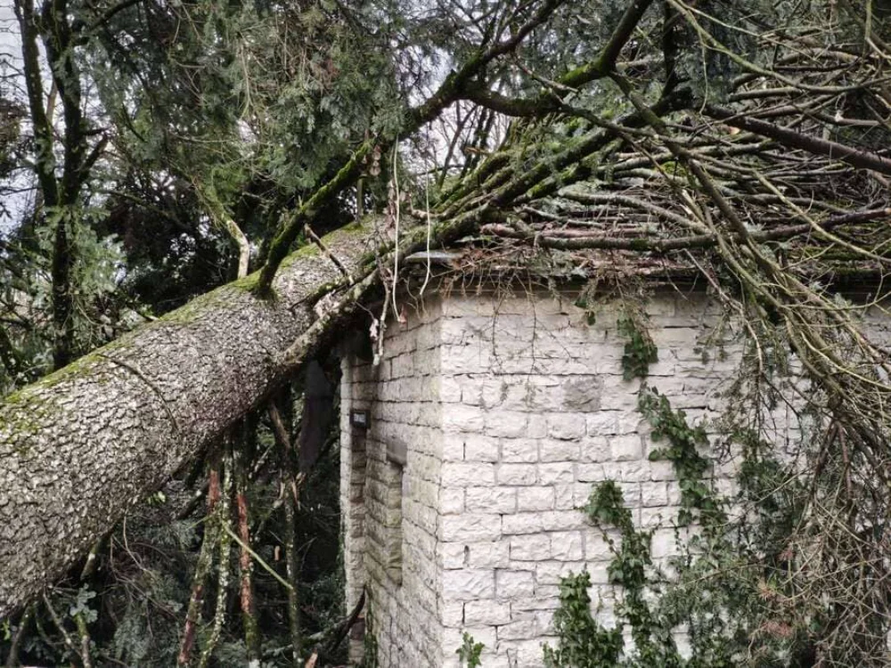 Δίλοφο: Εκτεταμένες ζημιές στο νεκροταφείο από κυπαρίσσια που ξεριζώθηκαν 2 nekrotafeio dilofo