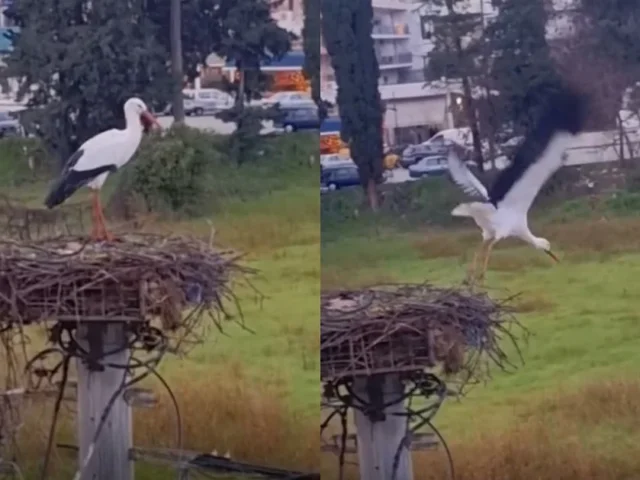 pelargos xristougenna