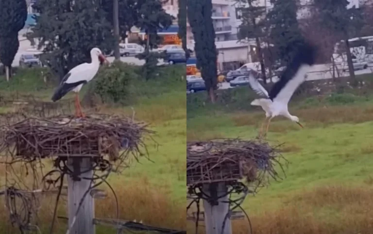 pelargos xristougenna