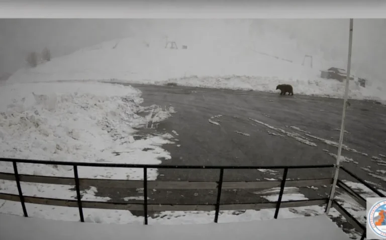 arkouda xionodromiko