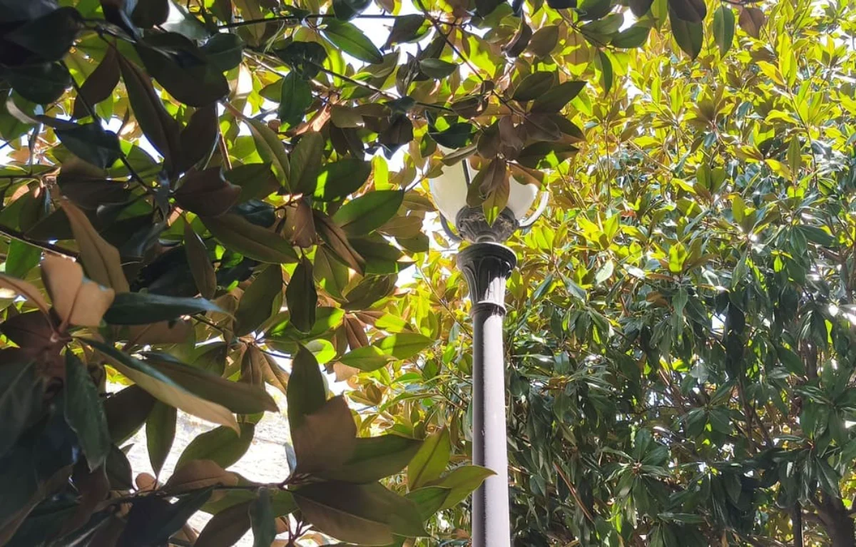 Φωτίζουν... τα κλαδιά αντί για τα πεζοδρόμια σε Αβέρωφ και Καραμανλή! 1 fota