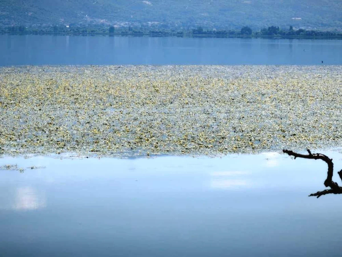 Η λίμνη ντύθηκε στα κίτρινα – Η εικόνα της Παμβώτιδας με τα νούφαρα! 2 noufara limni