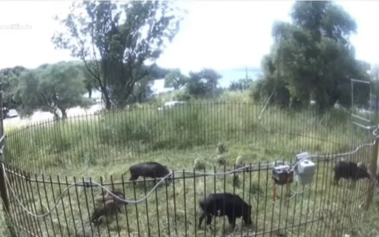 pagida sivota
