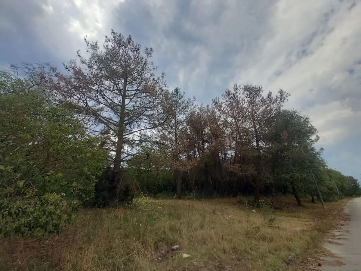 Ξηραίνονται μαζικά τα δέντρα στο δάσος της Πανεπιστημιούπολης Ιωαννίνων – Ερωτήματα για τα αίτια 3 dasos panepistimio