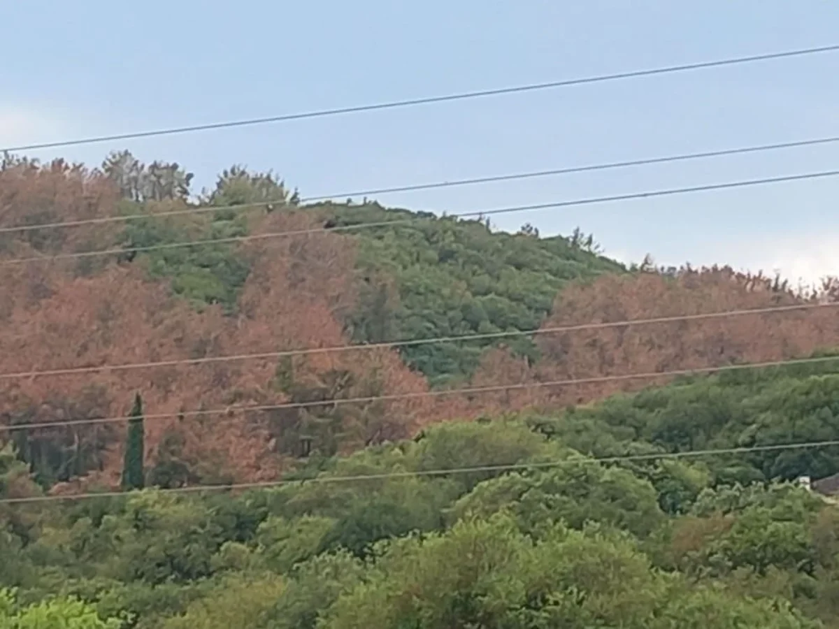 Ξηραίνονται μαζικά τα δέντρα στο δάσος της Πανεπιστημιούπολης Ιωαννίνων – Ερωτήματα για τα αίτια 1 dasos panepistimio