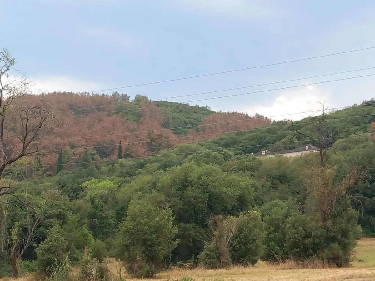 Ξηραίνονται μαζικά τα δέντρα στο δάσος της Πανεπιστημιούπολης Ιωαννίνων – Ερωτήματα για τα αίτια 2 dasos panepistimio