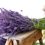 levanta aromatika
