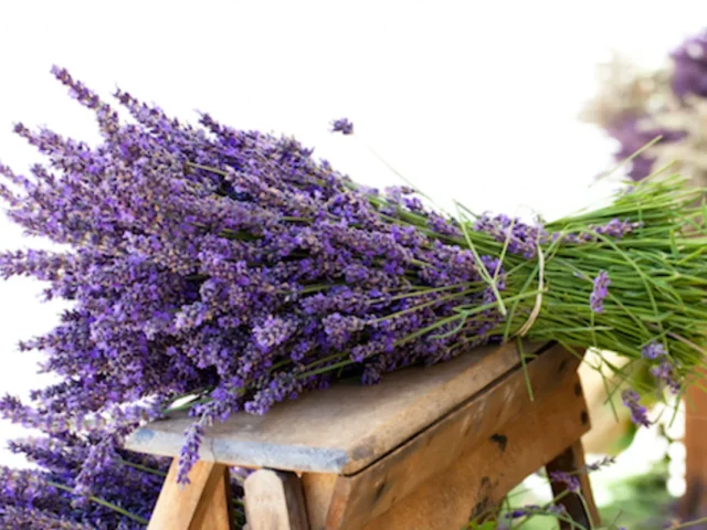 levanta aromatika