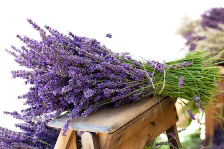 levanta aromatika