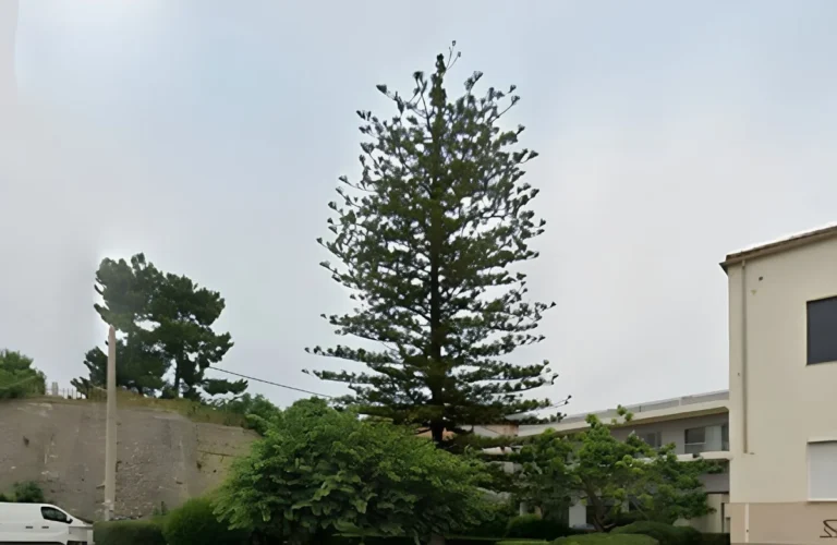 arokaria