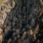 trapezitsa