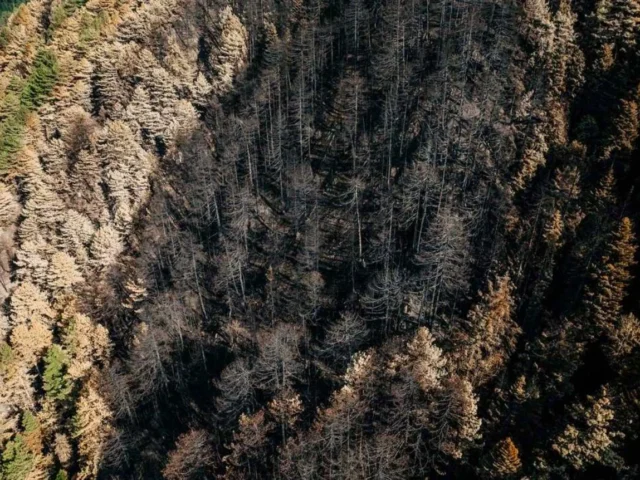 trapezitsa