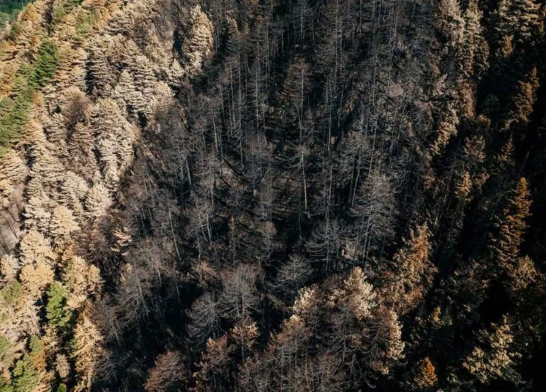 trapezitsa