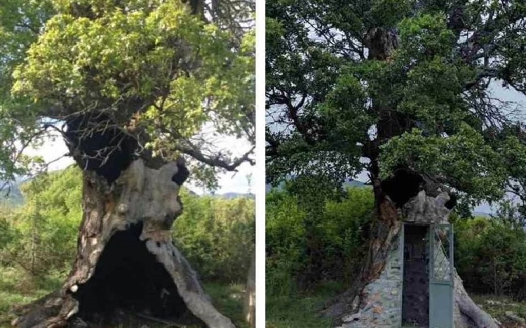 AGIA DENDRO1