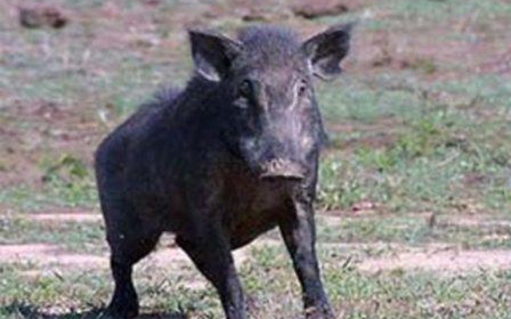 AGRIOGOYROYNO DROMOS 1
