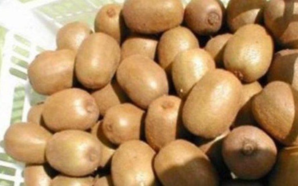 AKTINIDA ARTA