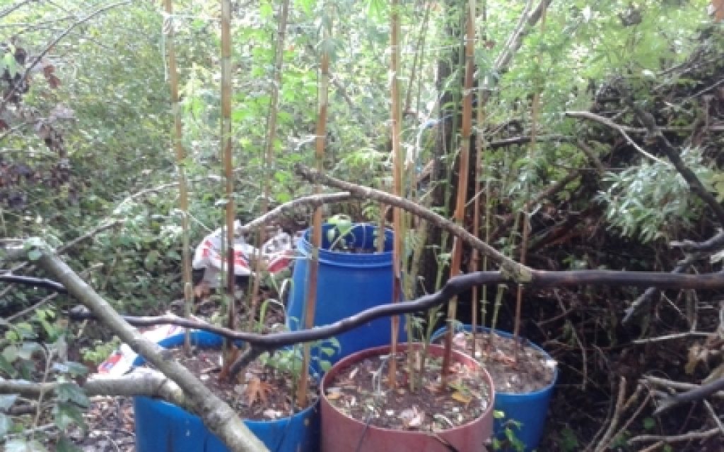 BARELIA XASIS