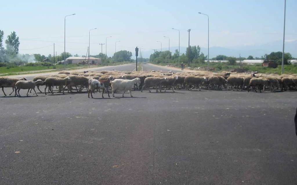 DROMOS PROBATA