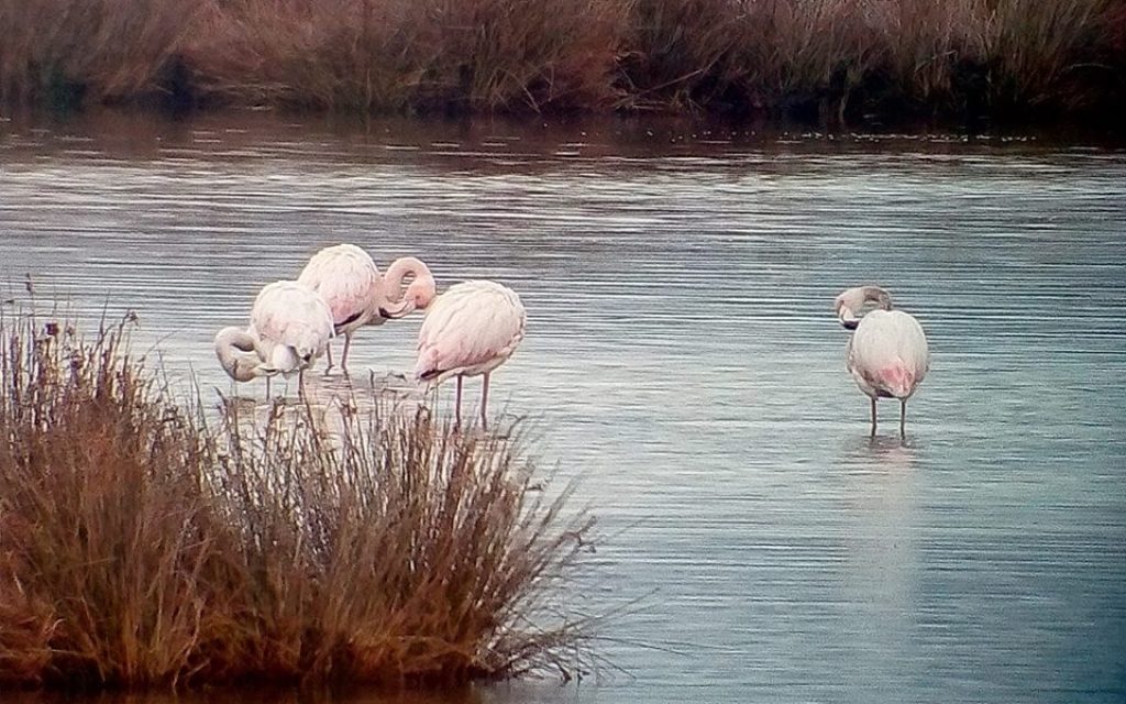 D FLAMINKO