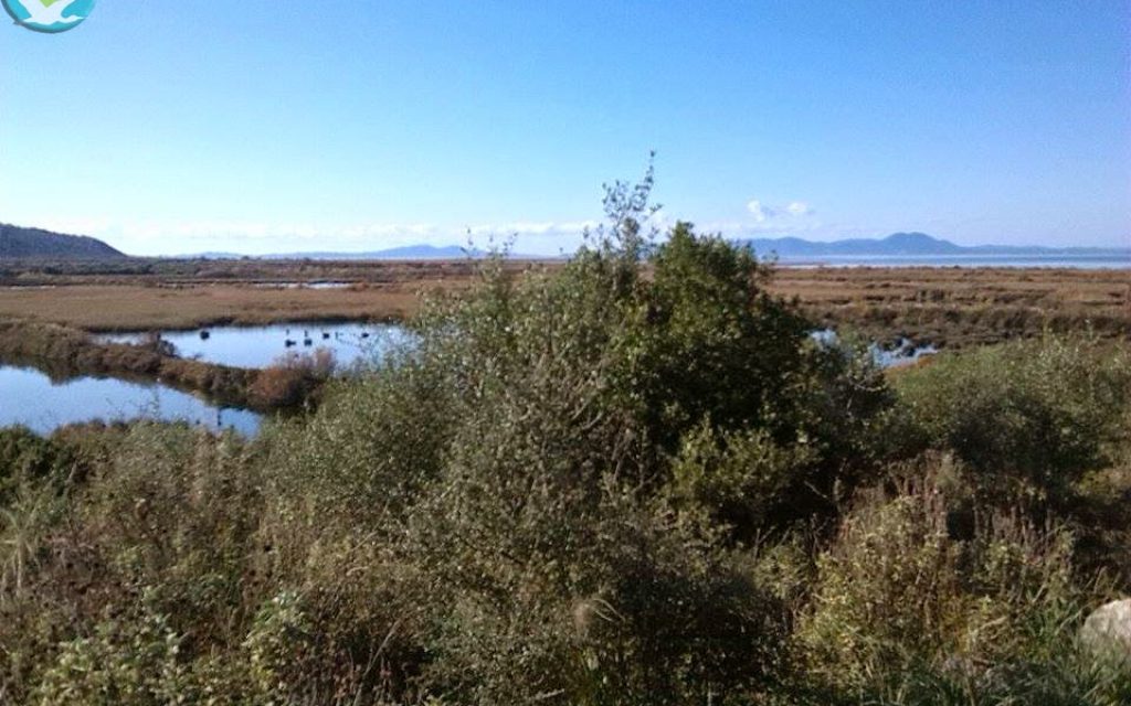 KALAMAS PAPIA2