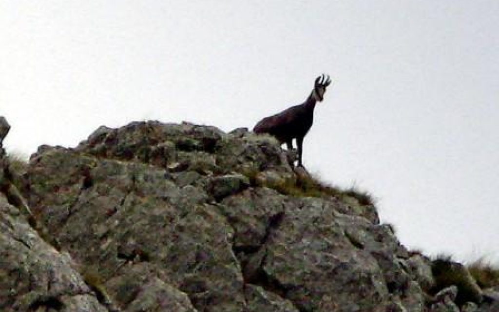 KATSIKA