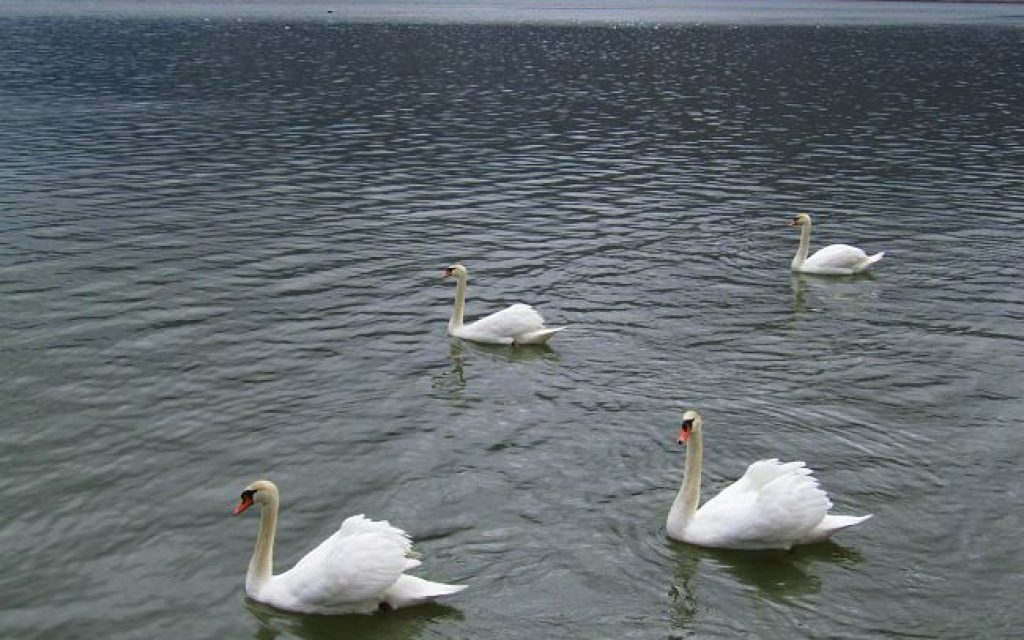 KIKNOI1