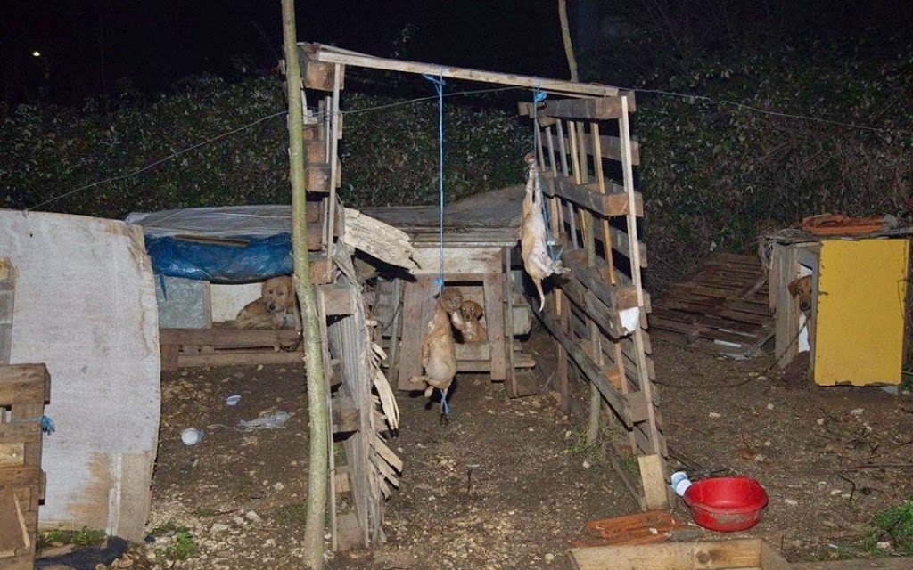 KOYTABIA2