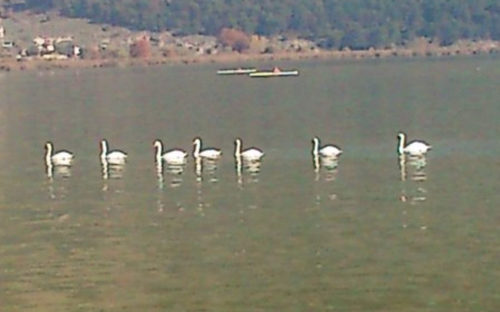 KYKNOI LIMNH
