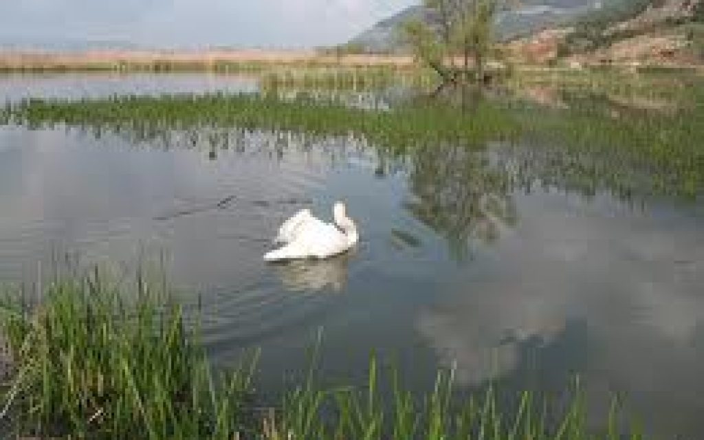 LOGGADES IOANNINA