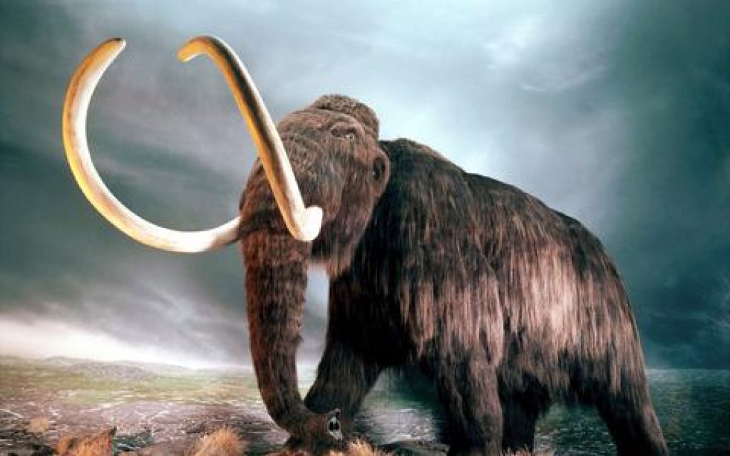 MAMOYTH