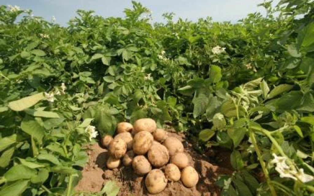 PATATES KALLIERGEIA