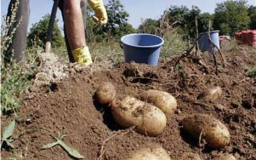 PATATES XORAFI