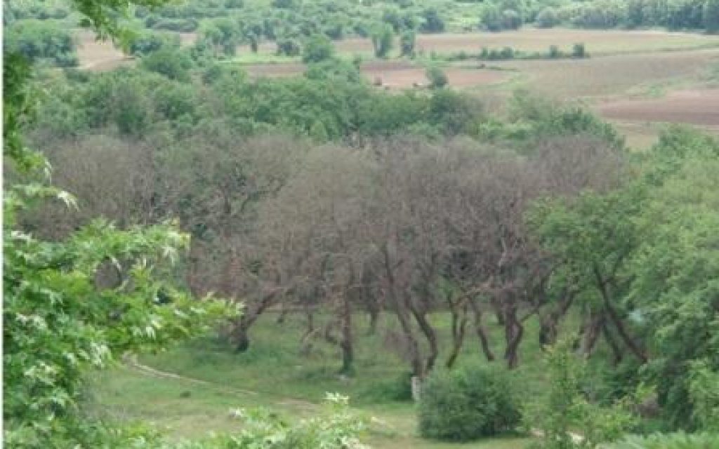 PLATANOS1 13 8 14