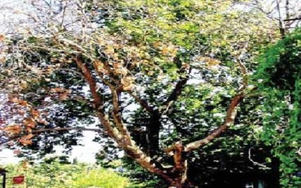 PLATANOS3 13 8 14