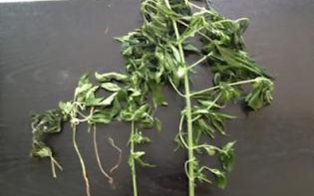 XASIS DENTRAKIA