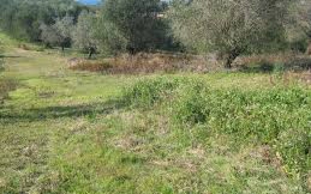 XIRAFU ARTA