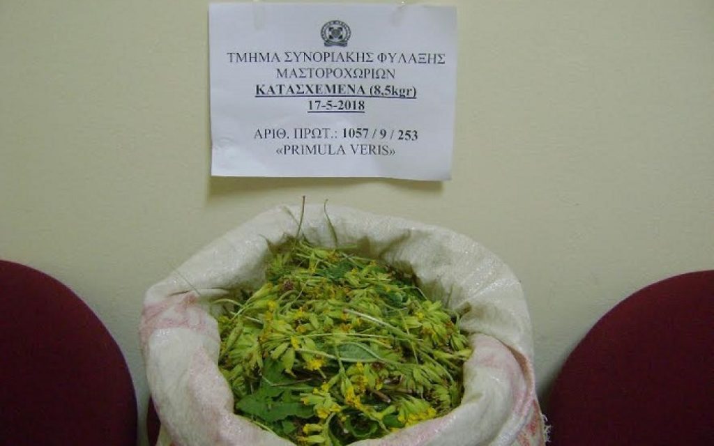 aetomilitsa aromatika2