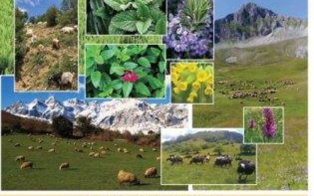 afisa agrotesd