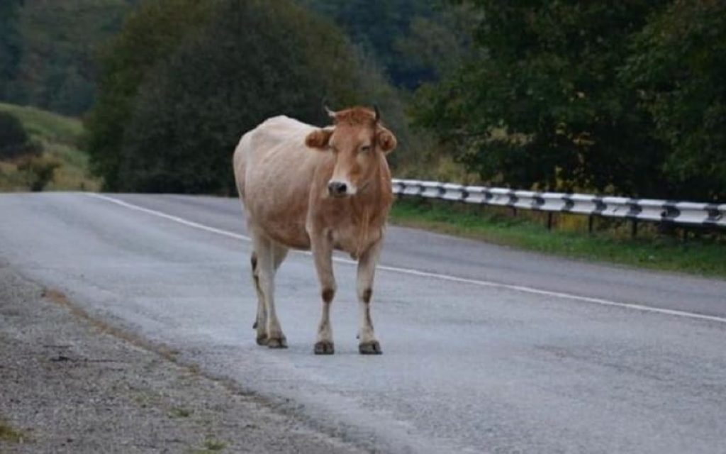 agelada dromos