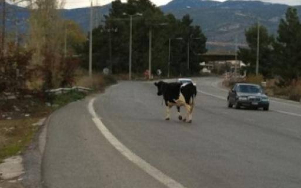 agelada dromos