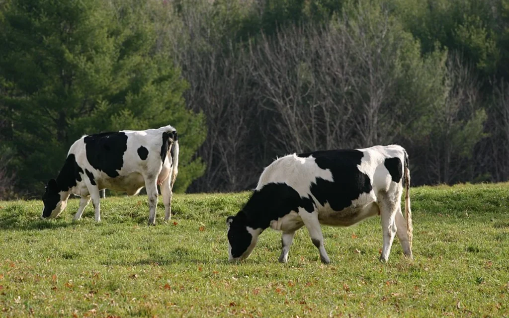agelades
