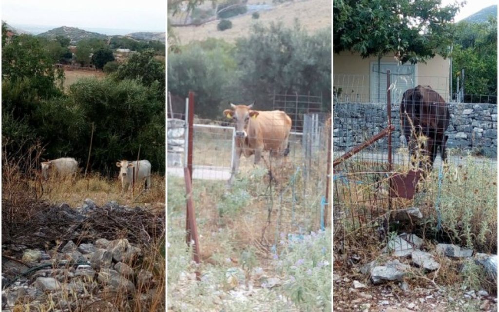 agelades anogeia