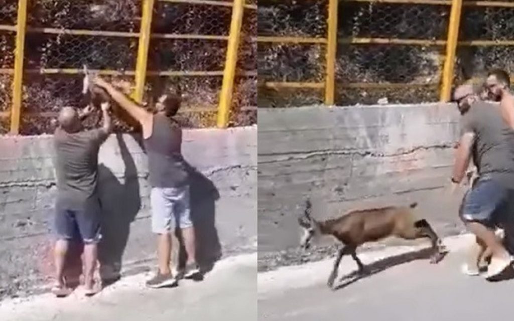 agriogido
