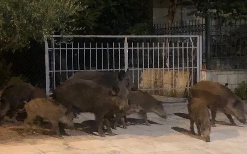 agriogourouna