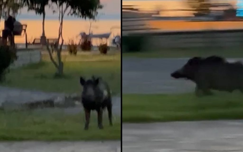 agriogourouno sivota